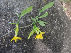 Tabernaemontana ochoterenae