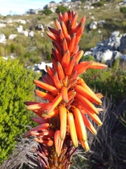 Aloe succotrina
