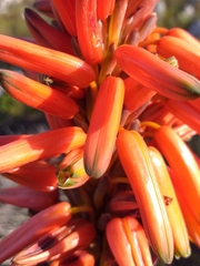 Aloe succotrina