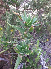 Aloiampelos commixta