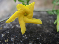 Tabernaemontana ochoterenae