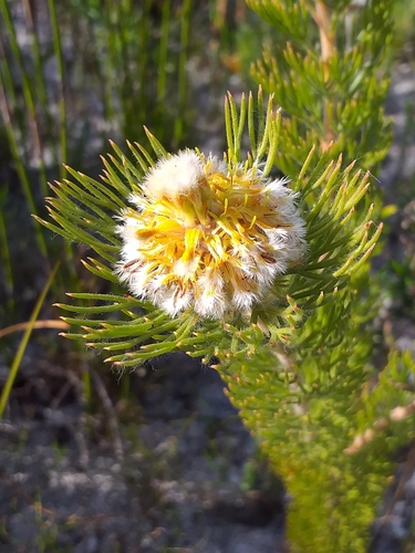 Golden Spiderhead