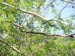 Tabernaemontana ochoterenae