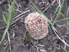Morchella steppicola