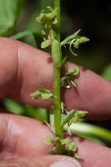 Platanthera sparsiflora