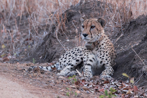Southern and Eastern African Cheetah