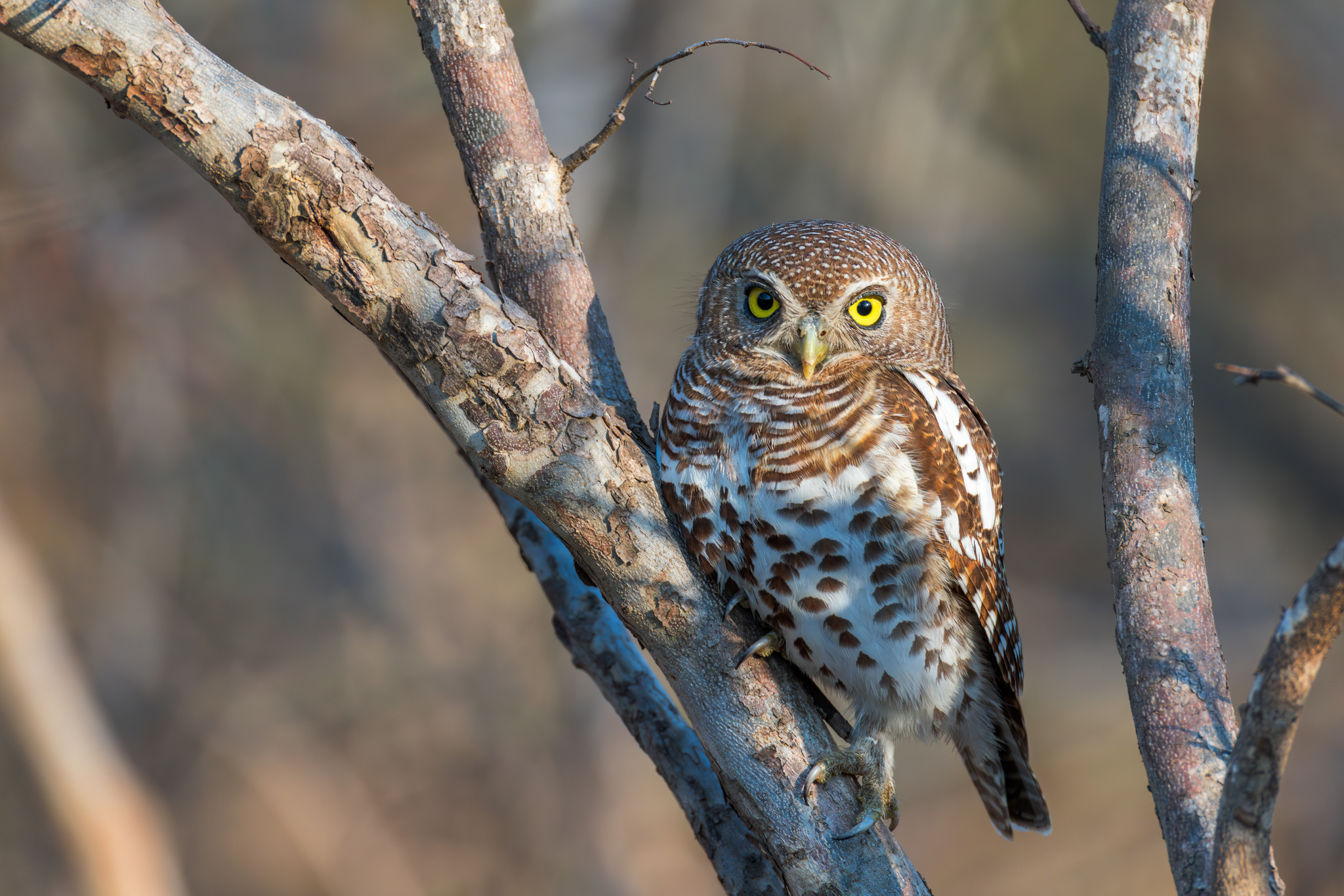 African Barred Owlet (Glaucidium capense)
