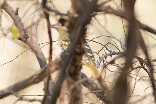 Eastern Nicator (Nicator gularis), photo 9