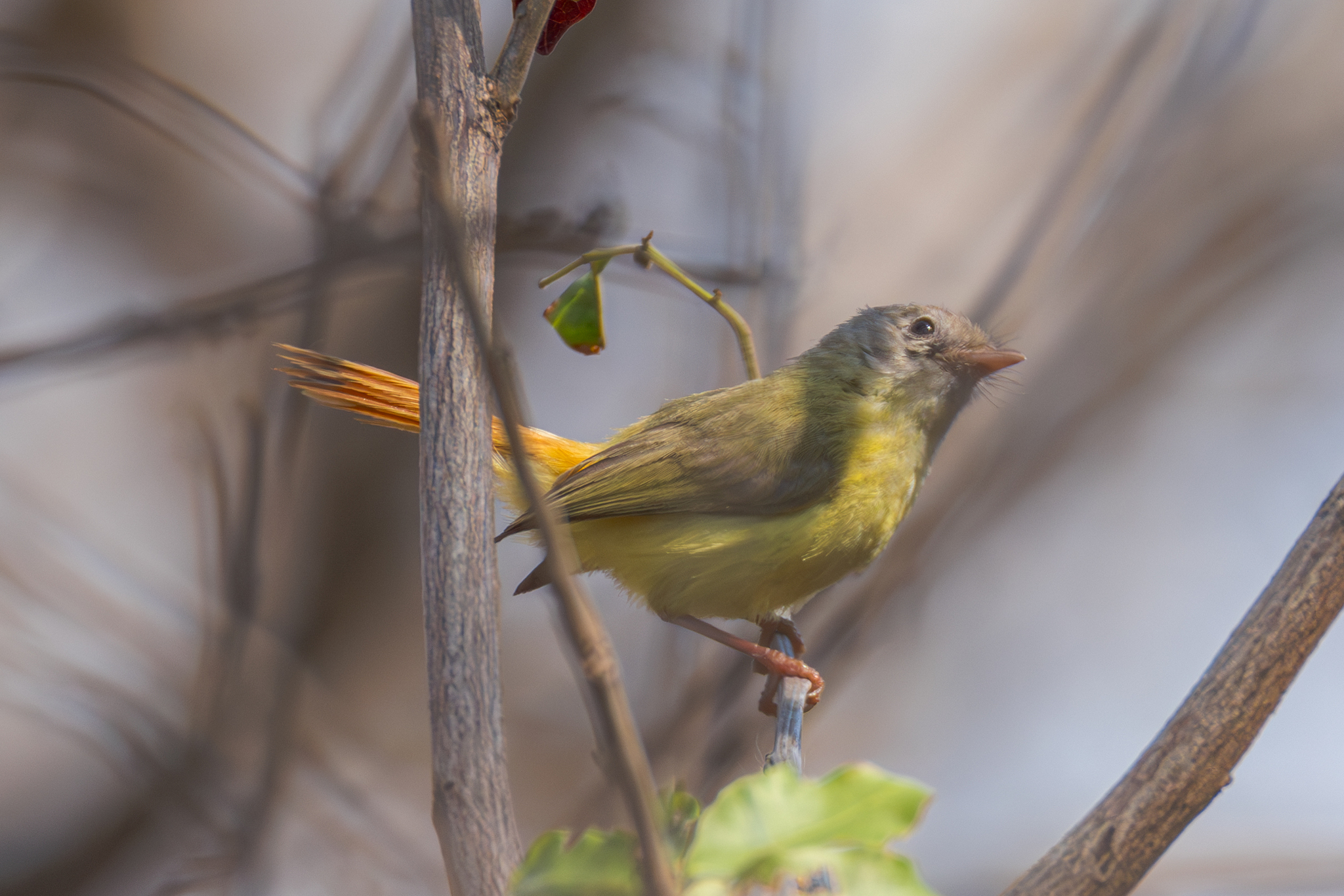 Livingstone's Flycatcher (Erythrocercus livingstonei), photo 2