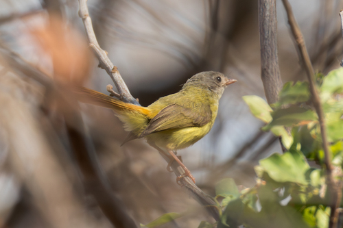 Livingstone's Flycatcher (Erythrocercus livingstonei)