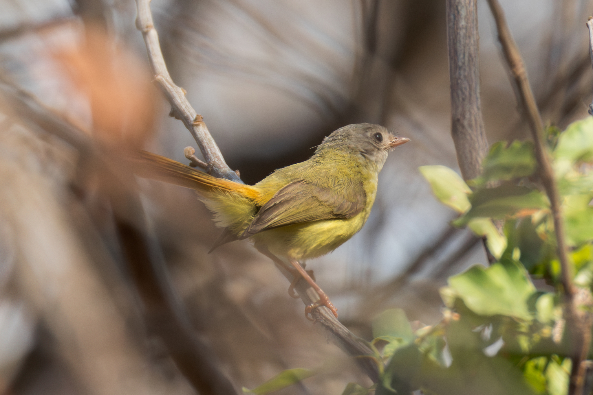 Livingstone's Flycatcher (Erythrocercus livingstonei), photo 1