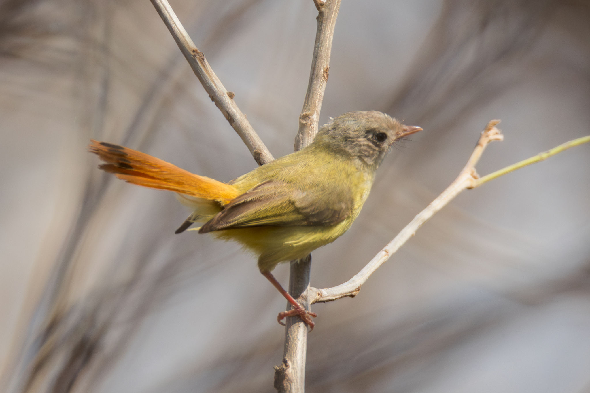Livingstone's Flycatcher (Erythrocercus livingstonei), photo 3