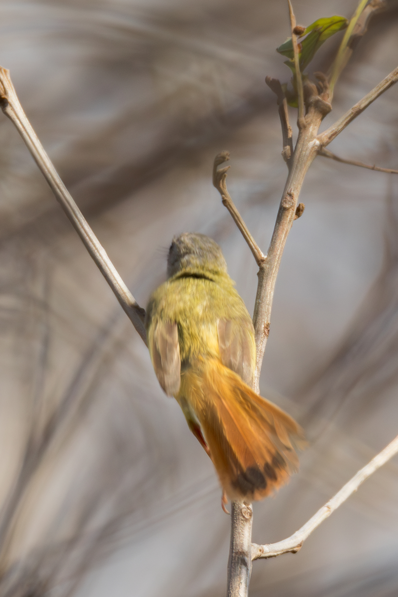 Livingstone's Flycatcher (Erythrocercus livingstonei), photo 4