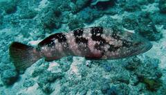 Epinephelus malabaricus