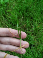 Poa supina