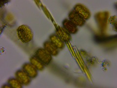 Bacillaria paxillifera