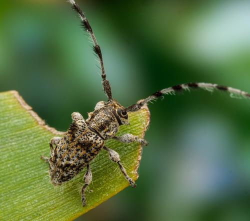 Ancita cristata · iNaturalist