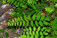 Adiantum philippense