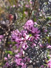Amphithalea ericifolia ericifolia