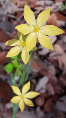 Sisyrinchium pringlei