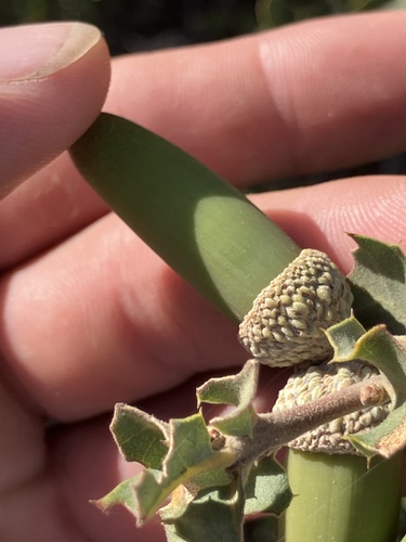 Quercus berberidifolia × john-tuckeri