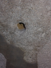 Trypoxylon collinum rubrocinctum