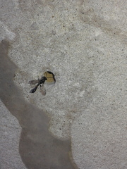 Trypoxylon collinum rubrocinctum