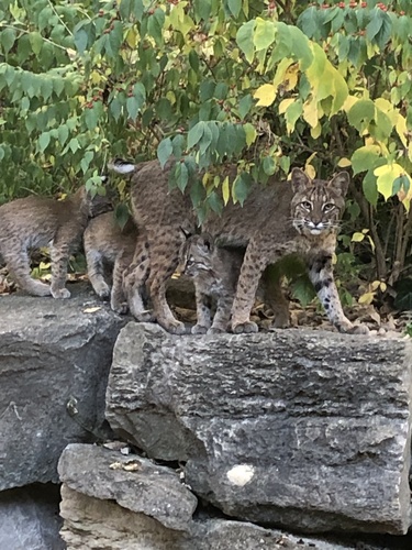Bobcat photographed in Kansas