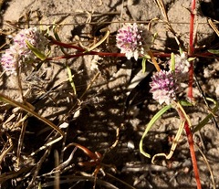 Gomphrena canescens