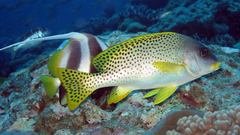 Plectorhinchus gaterinus