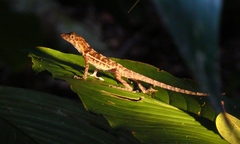 Anolis polylepis