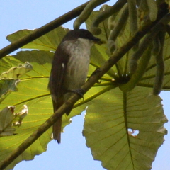 Puerto Rican Tanager photo 3