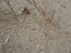 Dasymutilla nigripes