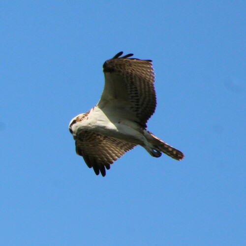 iNaturalist observation photo of Osprey