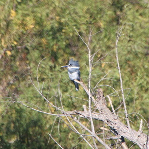 iNaturalist observation photo of Belted Kingfisher