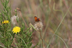 Lycaena phlaeas hypophlaeas