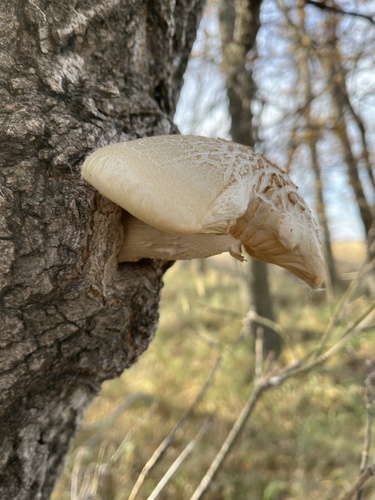 Elm Mushroom
