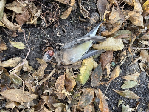 Cedar Waxwing photographed in Iowa