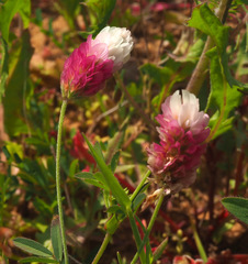 Trifolium philistaeum