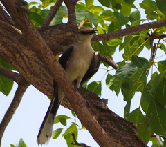 Mimus gilvus