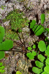 Adiantum philippense