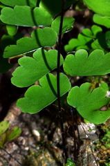 Adiantum philippense