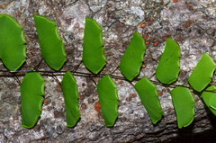 Adiantum philippense