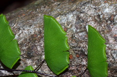 Adiantum philippense