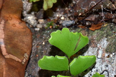 Adiantum philippense