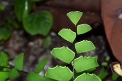 Adiantum philippense
