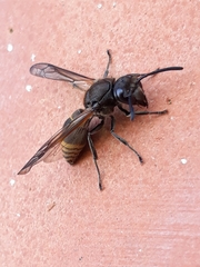 Polistes cinerascens