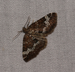 Perizoma alchemillata