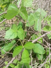 Calopogonium mucunoides