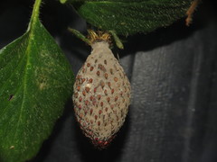 Botrytis